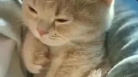 SWEET BABY CAT