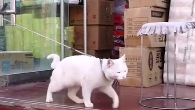 OMG So Cute Best Funny Cat videos 2021# 6