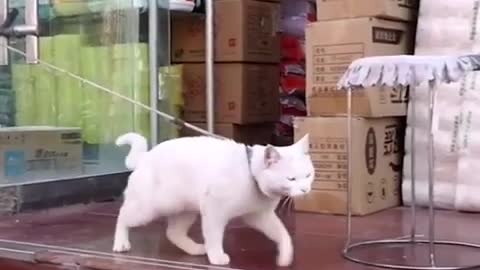 OMG So Cute Best Funny Cat videos 2021# 6