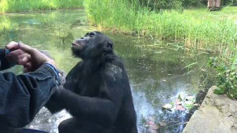 A Bonobo trying to imitate a man in a zoo