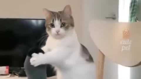 Funny cats and dogs