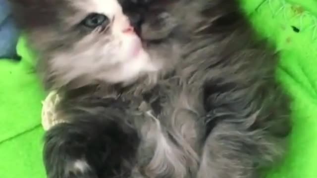 This little cat perfectly inherits the characteristics of its parents