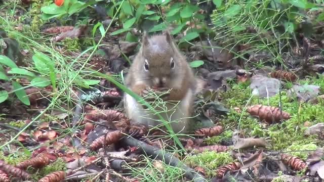 Watch this beautiful squirrel peeling acorns