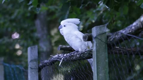 Sweet Birds video