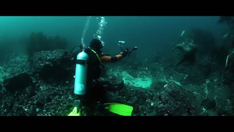 Diving and watching fish at the bottom of the sea