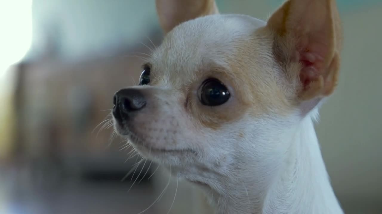 A close up of an adorable chihuahua tilting it's head back and forth