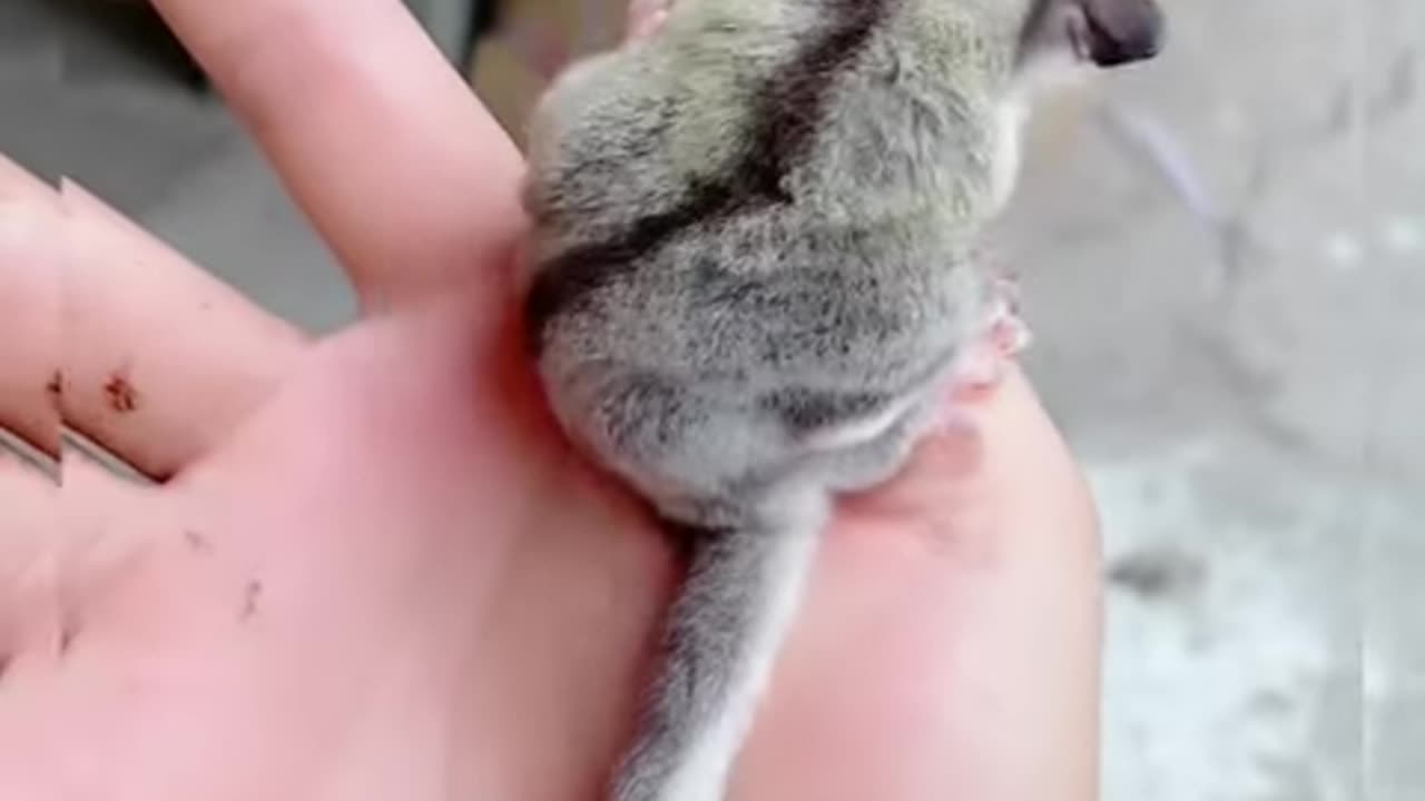 Adorable Baby Sugar Glider #shortsviral #sugarglider #sugarglidercare