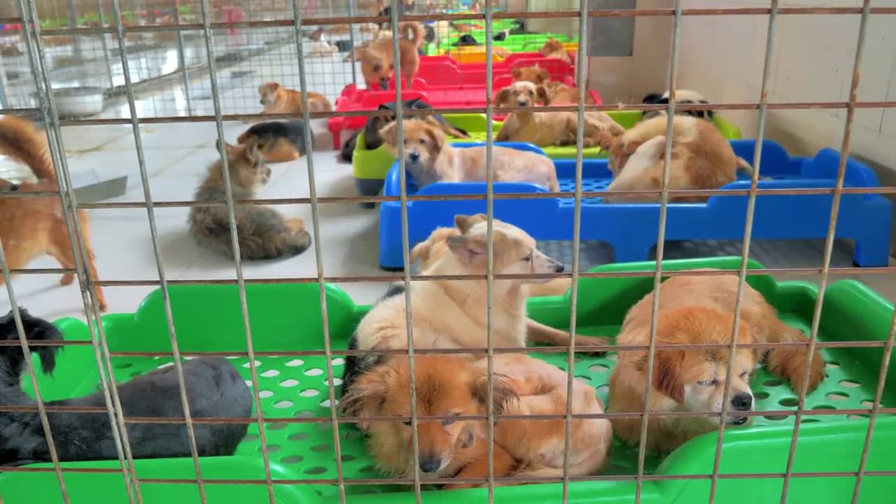 Sad dogs in shelter behind fence waiting to be rescued and adopted to new home