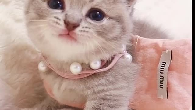 Cute cat makeup