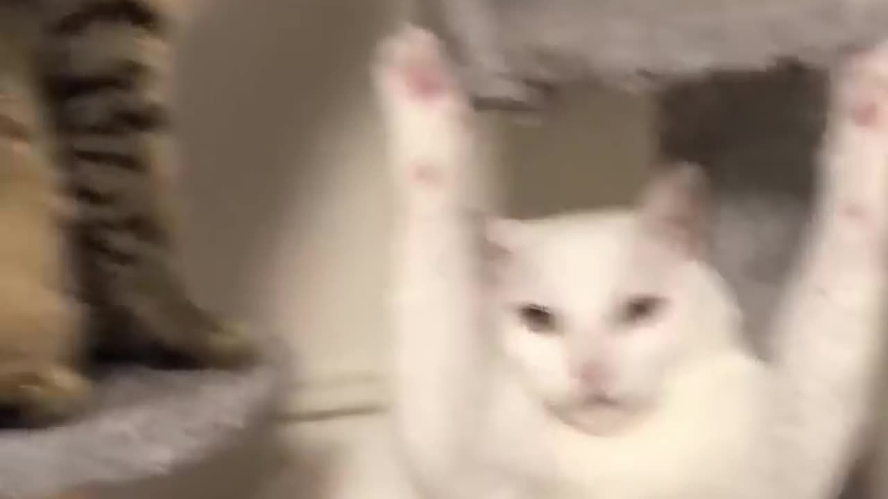 Funny moments cat