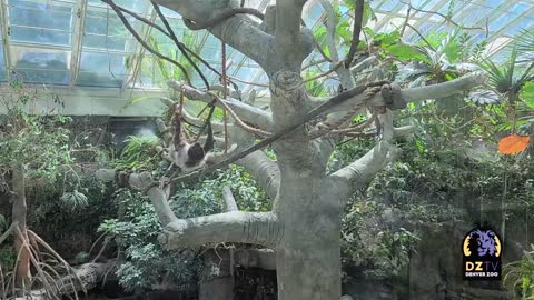 Charlotte the Linne's Two-Toed Sloth Explores New Habitat