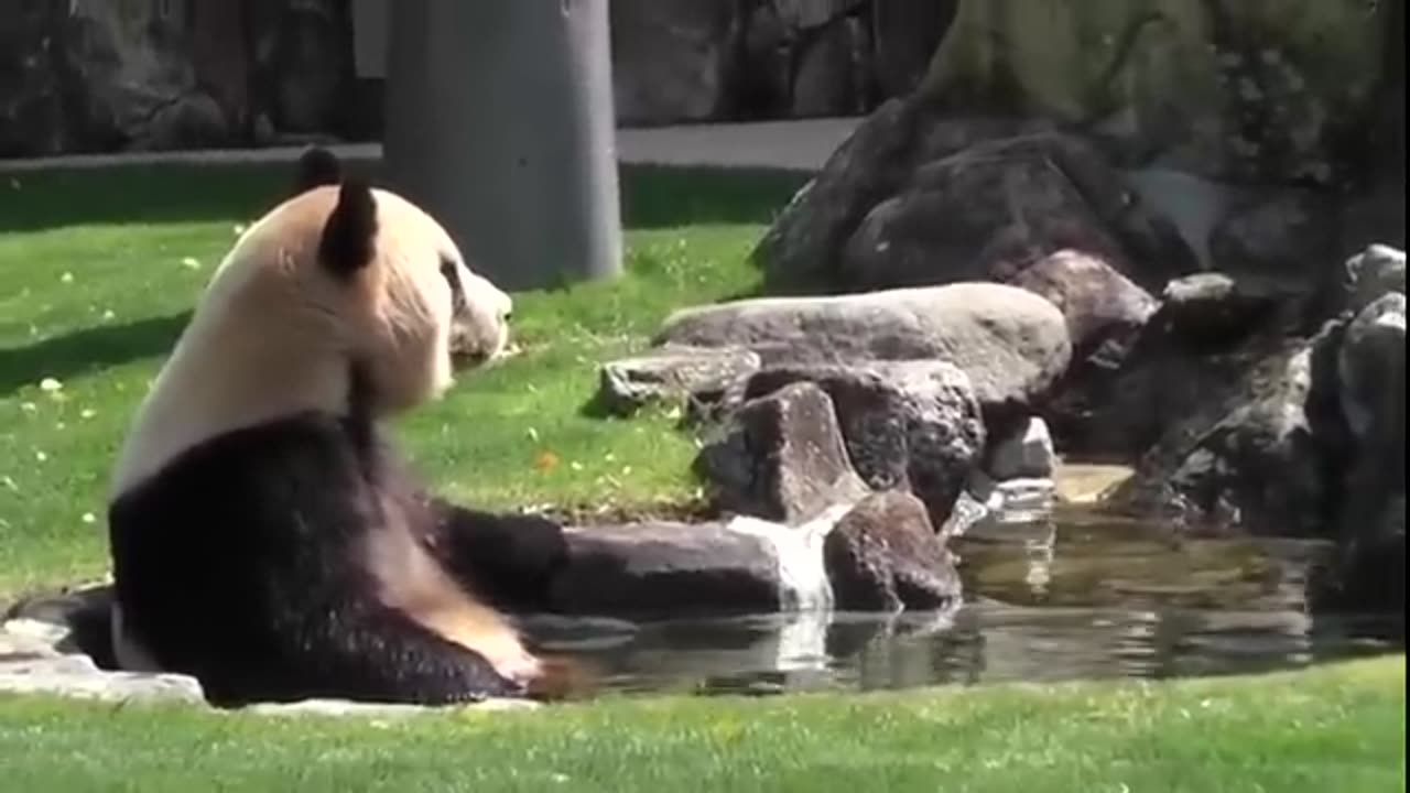 Funny Panda