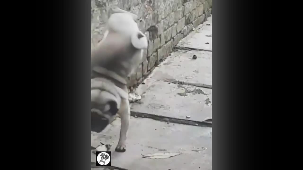 Pug Funny Moments - Cute Dog Videos