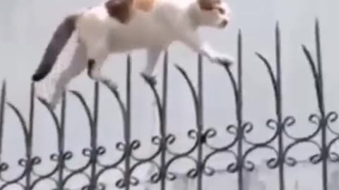 Ninja Kats!