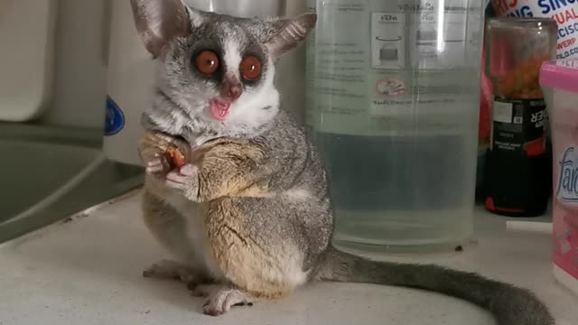 Bush babies eat dried bananas