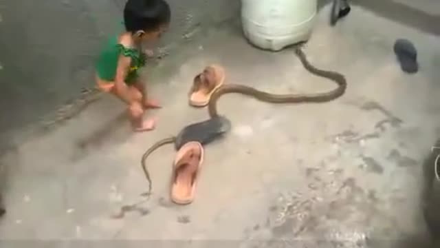 Child try to catch the snake