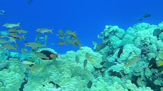 justkeepswimming#blueplanet