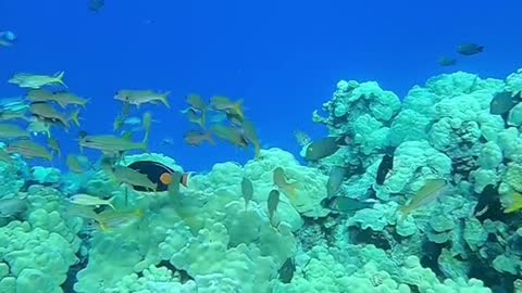 justkeepswimming#blueplanet