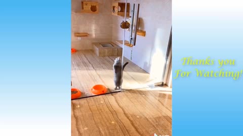 Humorous Pets