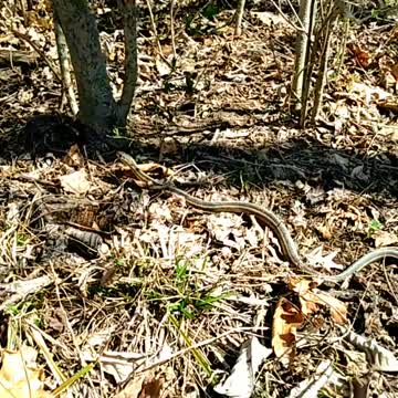 Mushroom Hunting Easter