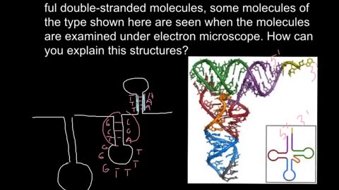 Single stranded DNA