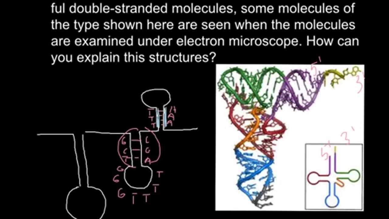 Single stranded DNA