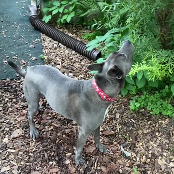 Something’s in that tree