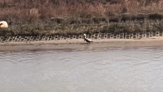 Pelican feeding on frozen fish in Port O'Connor Tx