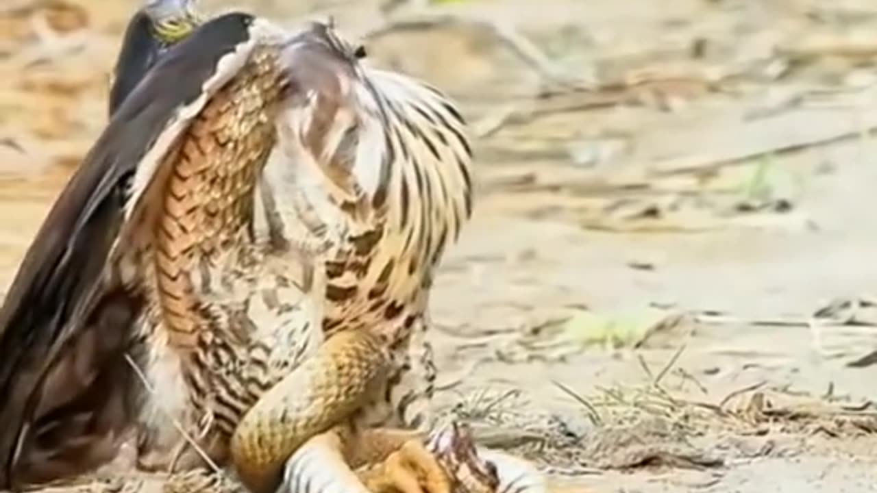 Eagle 🦅 Vs Snake 🐍 Fight wait for end result surprised 😁