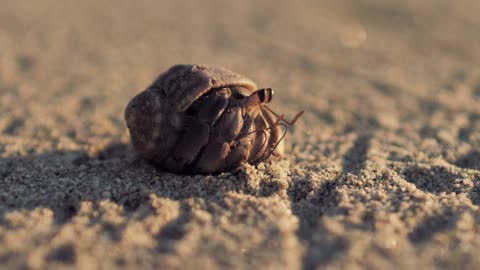 Hermit crab walking on the sand