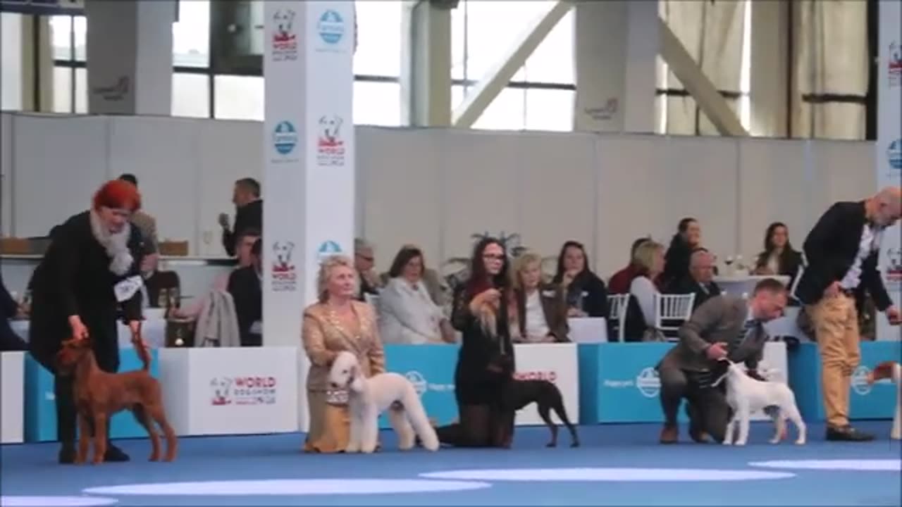 Na Zagrebačkom velesajmu održana je Svjetska izložba pasa World Dog Show 2024