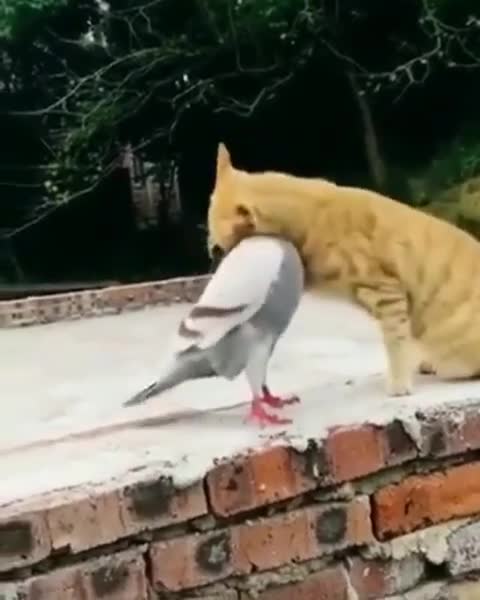 Video funny moments of