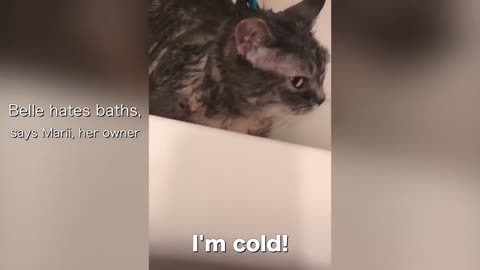 Cute funny cat take his bath You won't stop laughing cat videos