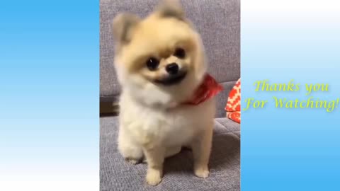 Adorable Pets And Funny Animals Compilation 2