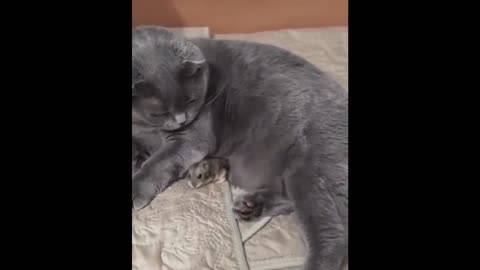 Cat makes a new friend