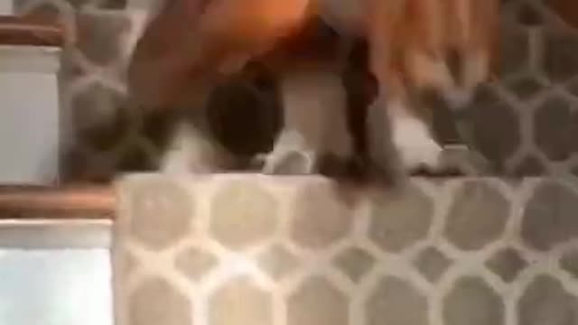 Funny dogs sliding going up and down