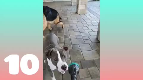 Funny_moments_with_🐶_Dogs_and_😻_Cats__Awesome_dog_videos__Pagztastic