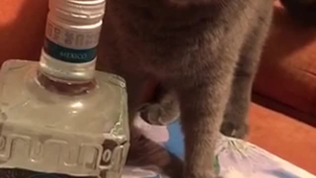 Cat and Tequila