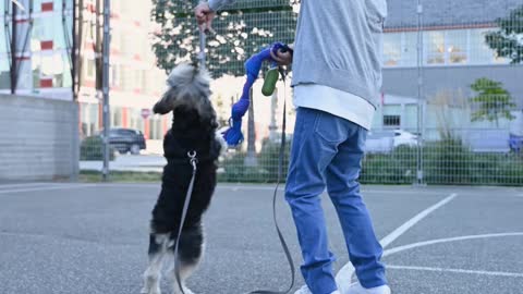 Kid Making a Dog Do a Trick