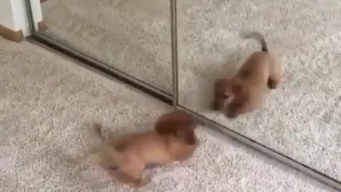 Funny Little Animals