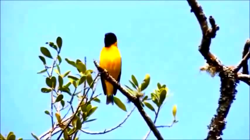 beautiful birds singing in nature