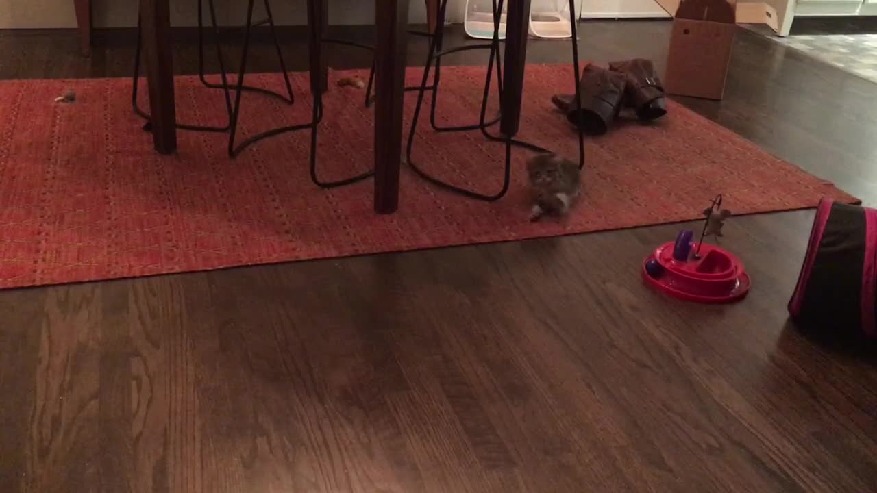 Medicated Kitten Gets Post-anesthesia Zoomies