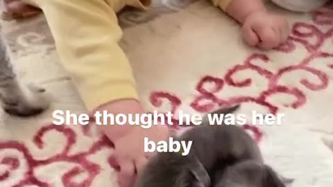 Cats and Dog's Comedy Caper
