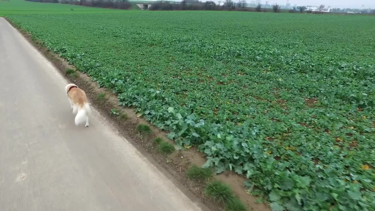 Dog walking by an agriculture green field