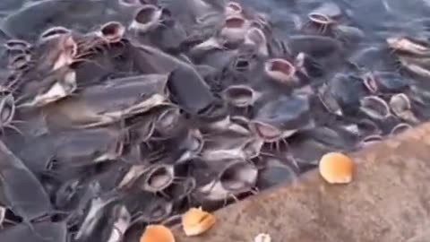 Many fishes togather