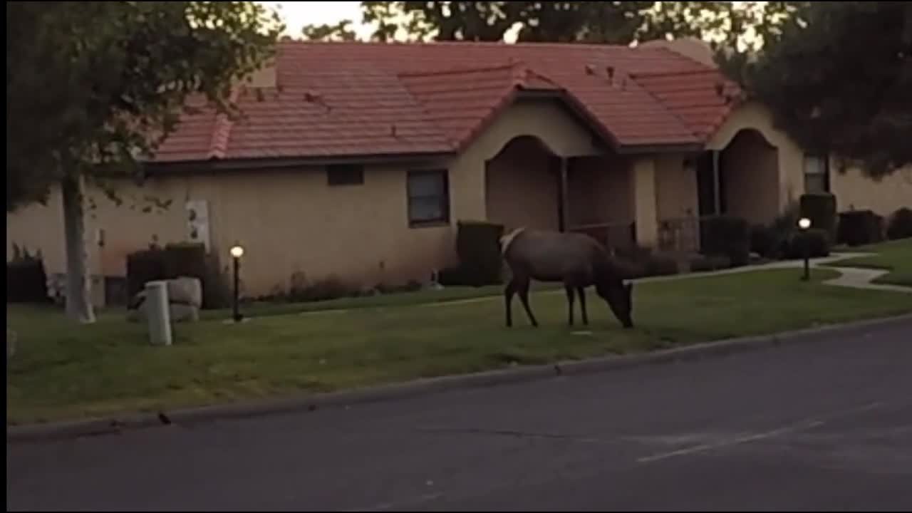 Elk in Stallion Springs California