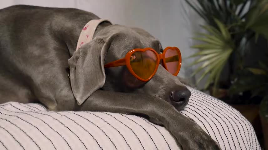 A beautiful dog wearing two glasses