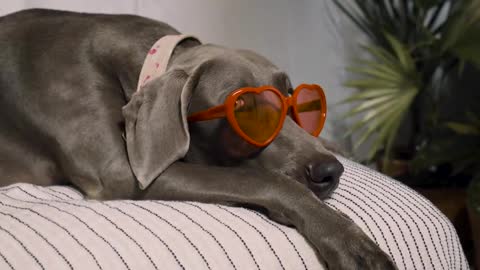 A beautiful dog wearing two glasses