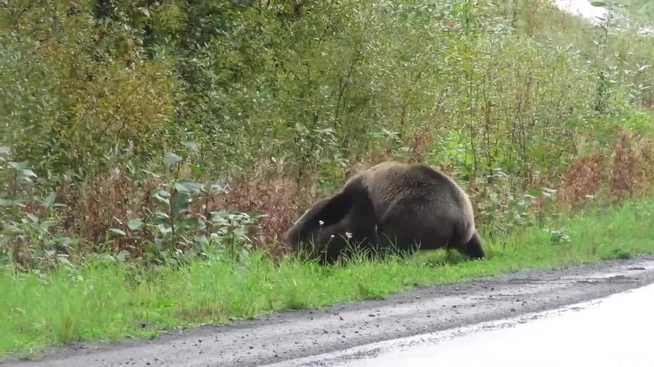 Epic grizzly bear fight!