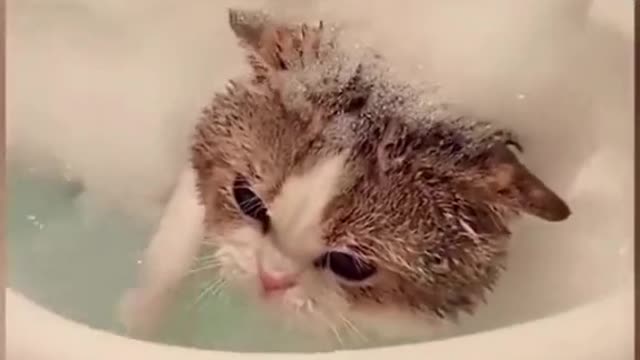 Cute cats and dogs doing funny things